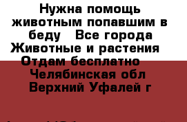 Нужна помощь животным попавшим в беду - Все города Животные и растения » Отдам бесплатно   . Челябинская обл.,Верхний Уфалей г.